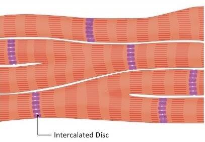 Intercalated discs Structure and FAQs